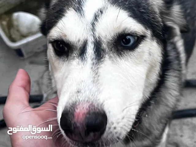 كلاب هاسكي