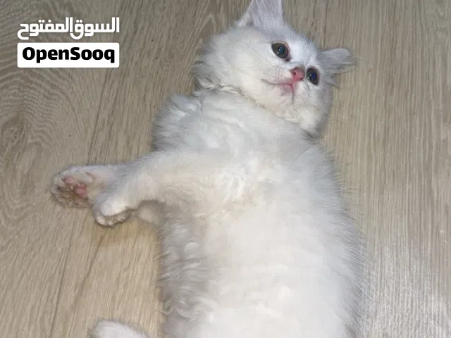 قطه للبيع ب قيمه 10 الف