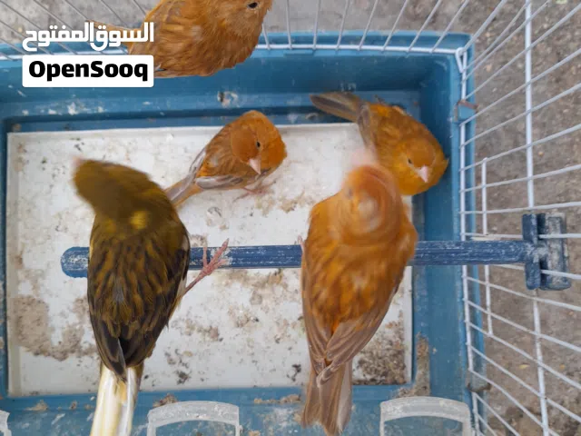 طيور اناثي كنار