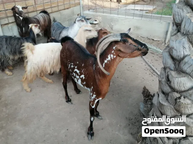 غنمه عمانيه للبيع