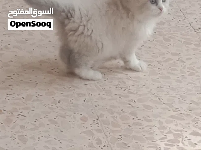 قط عمرها شهرين