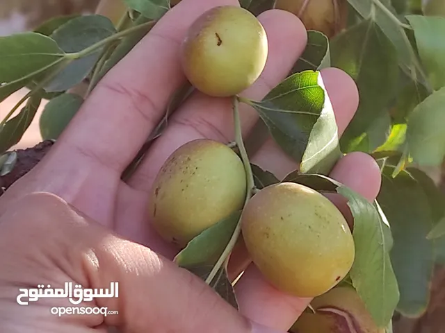 شتول شجرة العنابي