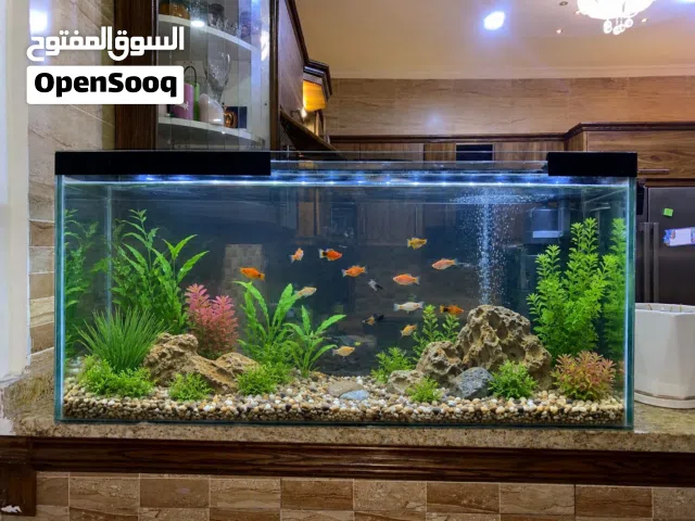 حوض سمك كبير مع كامل اغراضه للبيع