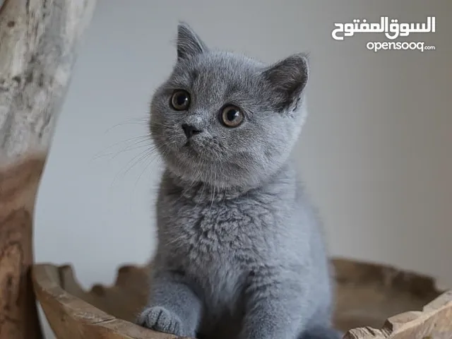 British shorthair