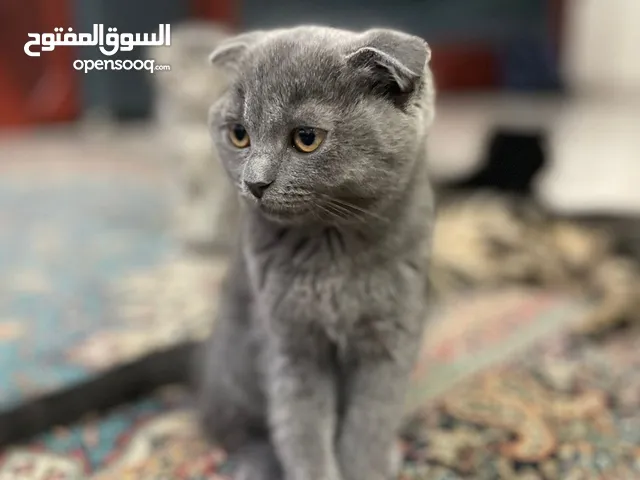 سكوتش فولد ذكر - scottish fold male