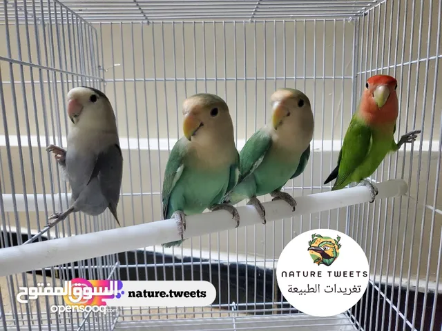 طيور زينة رائعة للبيع