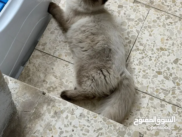 قطه سيامي للبيع