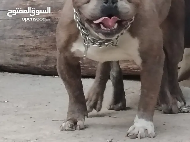 متاح أمريكان بولي بوكت