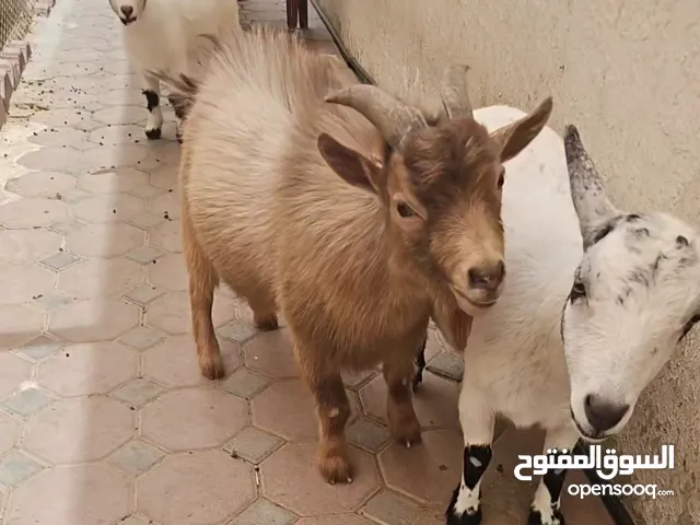 ماعز القزم أمريكي بلجيكي منتج