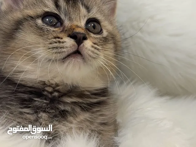 النوع : سكوتش ستريت الجنس : ذكر