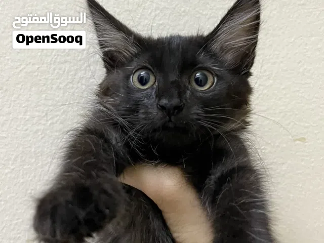 Mixed Scottish black kitten
