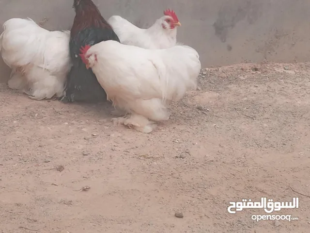 4فراريج استرالي ودج للبيع