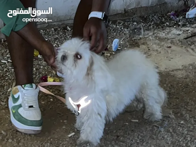 أنثى فرنش قزمه