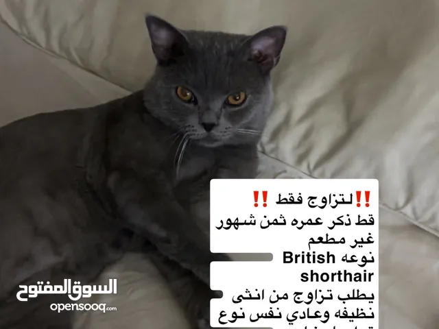 قط لتزاوج ذكر
