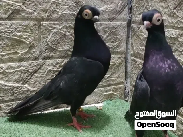 "حمام على مستوى، ما شاء الله، للبيع بسعر مناسب."