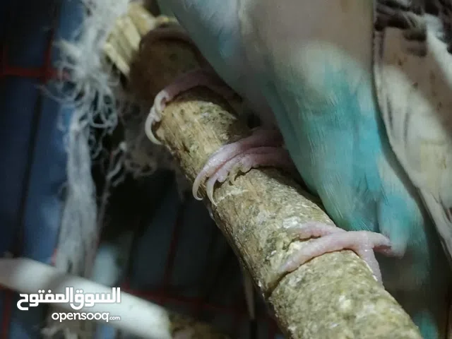 عصافير استرالي