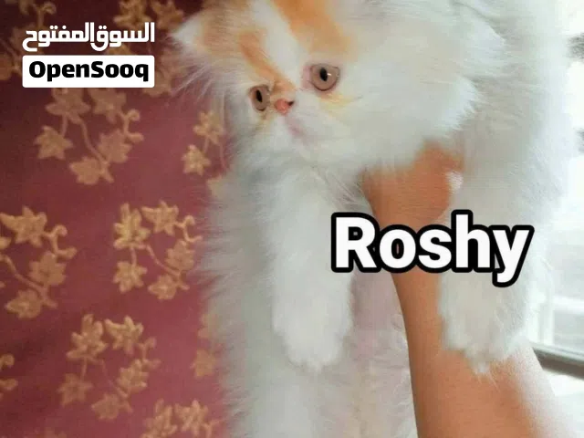 ذكر فإن ريد زورار
