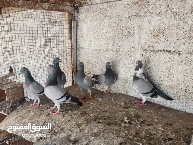 زواجل ريس احجام كبيرة للبيع بالجملة