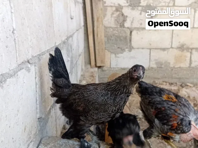 فرخات للبيع