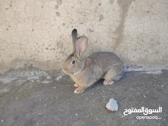 انثى الماني ع أوكراني شغاله وذكر هجين الماني وزن 3 كيلو ونص