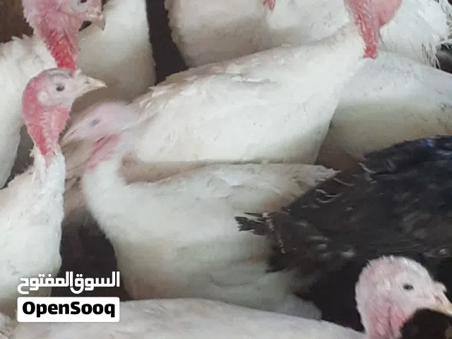 حبش حبش حبش