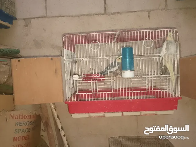 جوز كوكتيل ذكر حبشي و الانثى ازابيل الموقع اربد لواء الكوره تواصل على الواتس اب