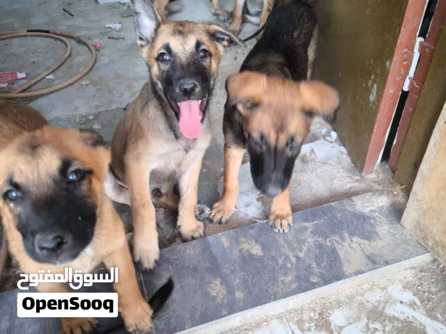 Belgian Malinois puppies