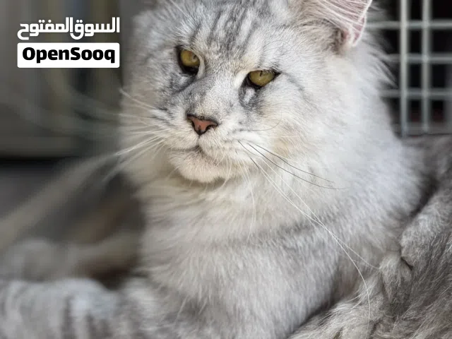 لعشاق النوادر والضخامة ( ماين كون)