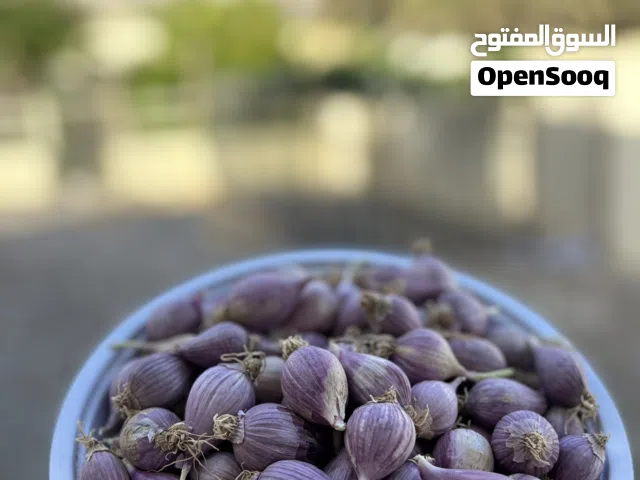 ثوم ذكر عماني