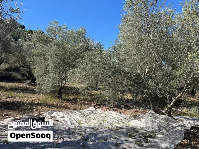 Land for Sale Bejjeh Jbeil Area 5410Sqm