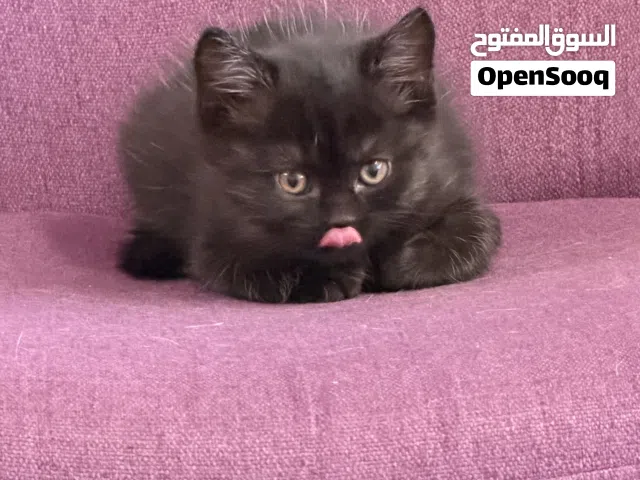 كيتينز فصيلة بريتيش شورتهير British shorthair للبيع