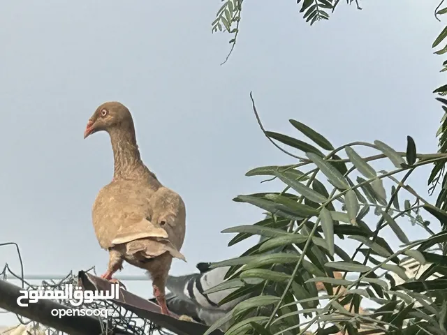 سلافر جوز ش غالات