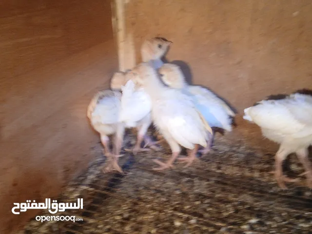 فراخ حبش أبيض للبيع