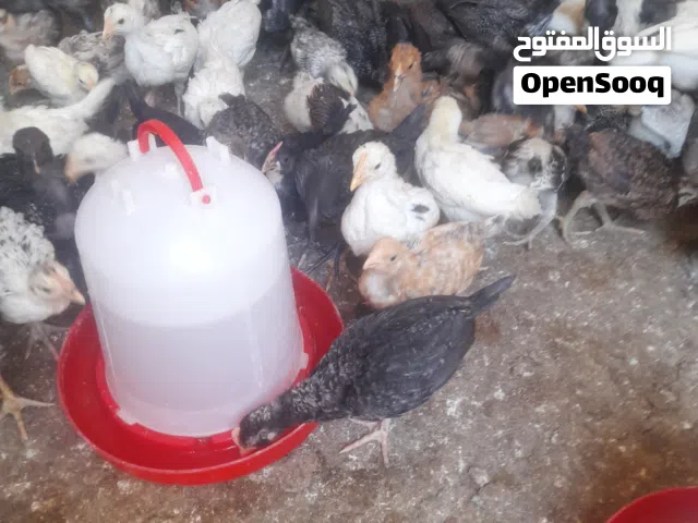 صوص دجاج بلدي