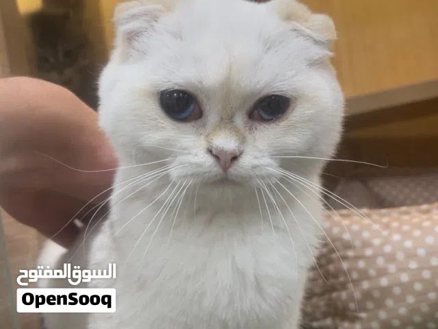 انتاج جميل و قطط لطيفة من اكثر من نوع ب  أسعار جدا منافسة