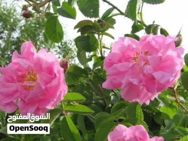 بيع براعم وبتلات الورد من حدائق الزهور الإيرانية
