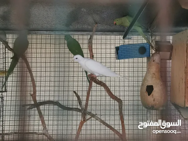 قابل لتخفيض