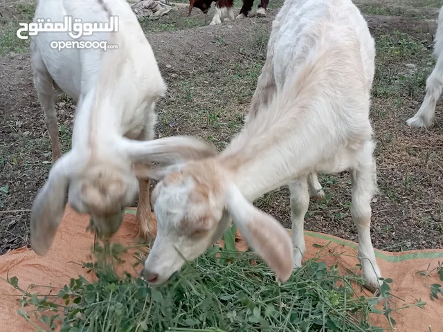 جدايا للبييييع