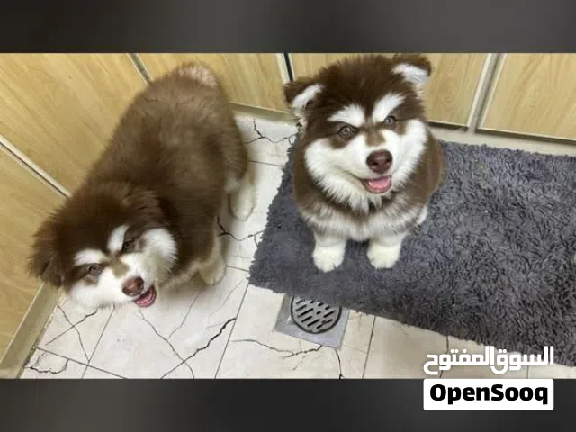 Alaskan malamute