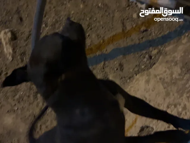 كلب بيتبول للبيع