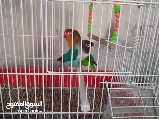 ببغاء فيشر الازرق بحر ذكر والأخضر كيوي انثى اليفات لعوبات مناسبات للاطفال