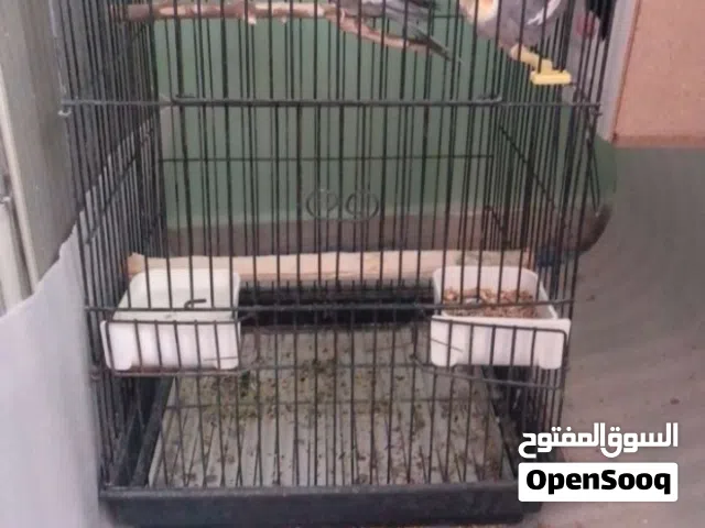 ذكر كوكتيل للبيع اقرا الوصف