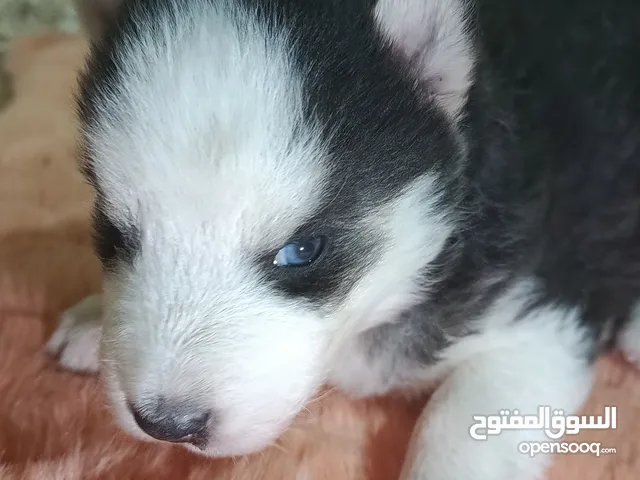 جرو هاسكي عمره شهر و اسبوع بيور