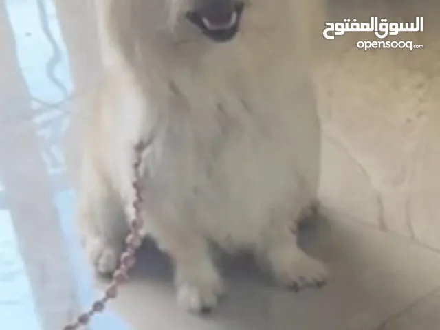 West Highland White Terrier