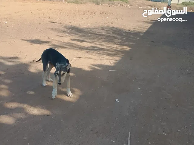 كلاب حراسه للبيع بسعر رمزي