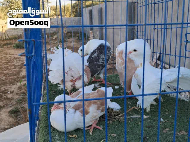 كوبيه هزاز وكوبيه تونسي مكتف تحتها فروخ