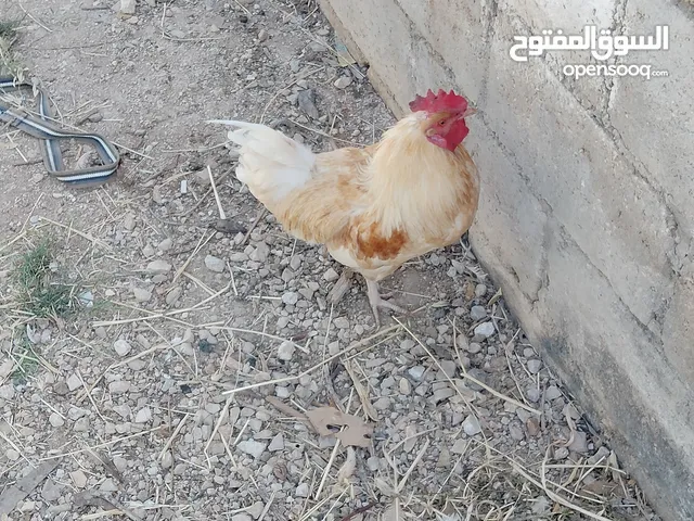 ديوك لوهمن عدد 2 ديك فيومي عدد واحد العمر 9 اشهر