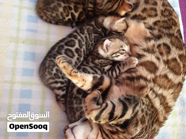 Discover adorable kittens for sale from reliable breeders in UAE. Contact Now For More Details