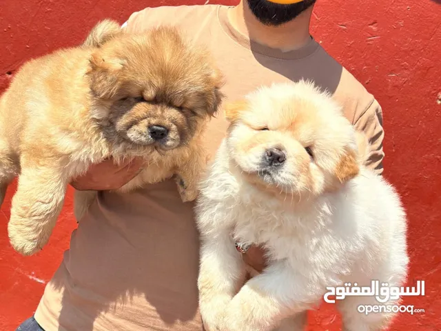 chiot chow chow age 45 jeur vaccine