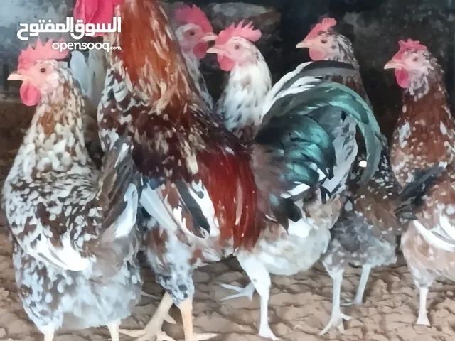 دجاج عربى زهرى